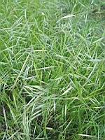 Brome des toits - Bromus tectorum  (prise a Lens)(3)